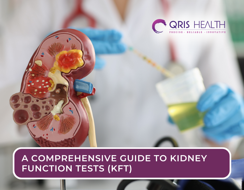 Kidney Function Tests